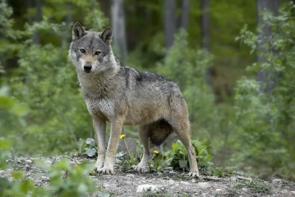 DERNIERES PLACES | Le loup