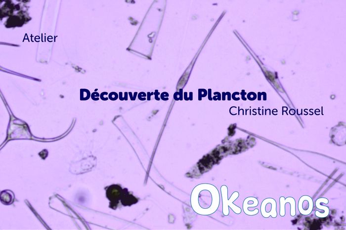 Atelier « Découverte du plancton »