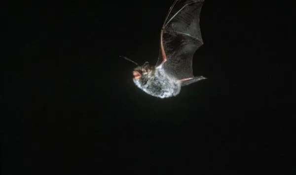 Les Fantômes de la nuit