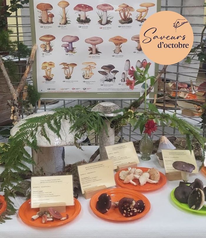 Week-end Champignons : l'exposition - Saveurs d'Octobre