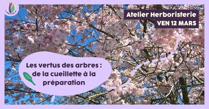Atelier herboristerie : Les vertus des arbres, de la cueillette à la préparation