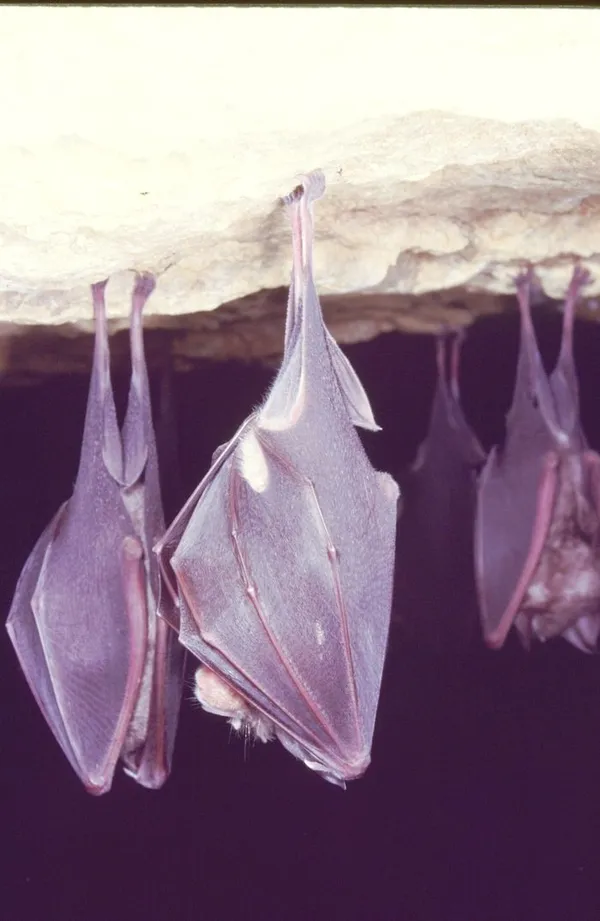 Nuit de la Chauve-Souris