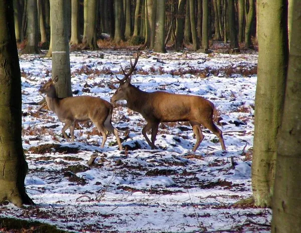 Les cervidés