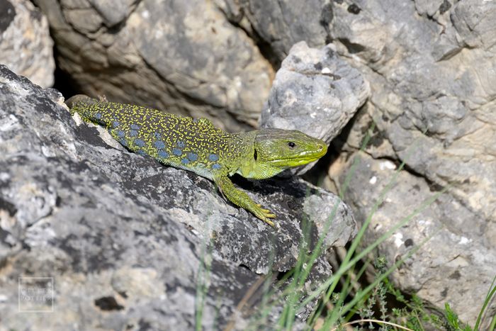 Promenade au cœur de la garrigue : entre patrimoine bâti et patrimoine vivant