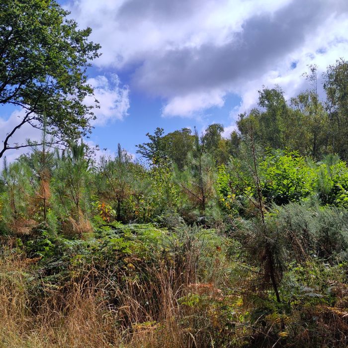 À la découverte des secrets des forêts et de leur gestion aux Crolières - Herbignac !
