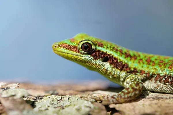 balade naturaliste et observation du Gecko vert des hauts