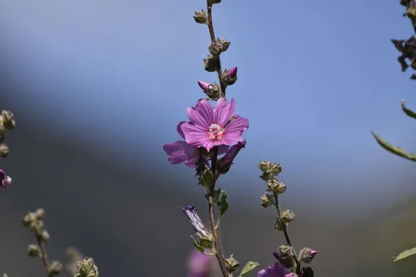 Plantes sauvages comestibles et médicinales