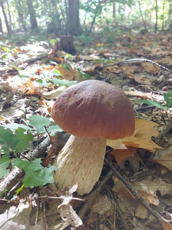COMPLET | Les champignons