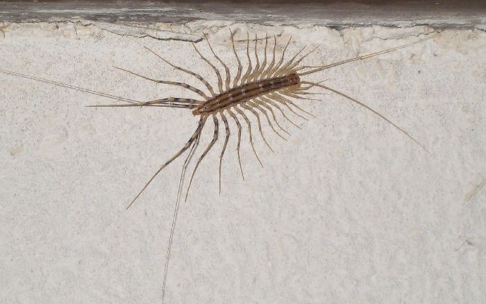 Myriapodes, à la découverte des mille-pattes