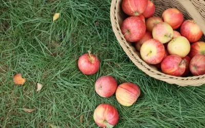 Les pommes savantes