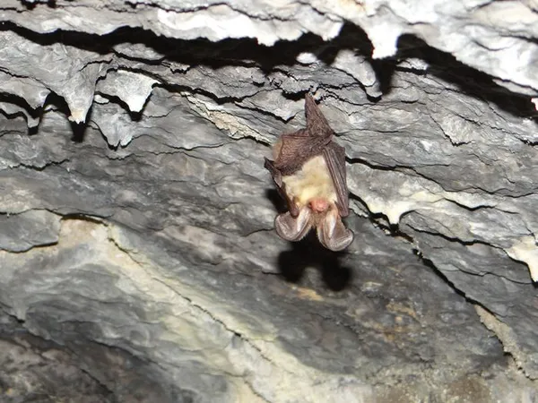 Nuit de la Chauve-souris au Château d'Assier