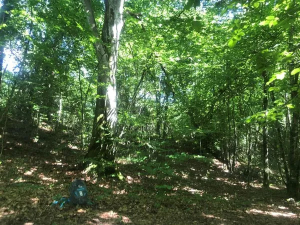 Balade ressourçante "La forêt, mon espace de liberté"