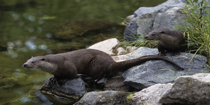 À la découverte de la Loutre d'Europe