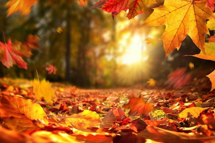 Fête de l’automne
