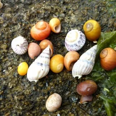 La pêche à pied à La Trinité-sur-Mer