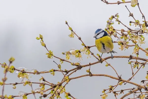 Balade nature à la découverte des délicieuses plantes sauvages et comestibles