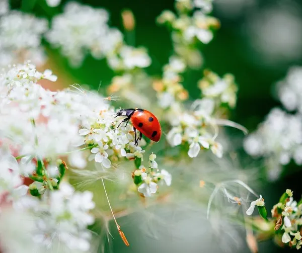 Pourquoi les insectes sont-ils si importants ?
