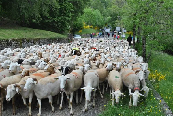 Les Jeudis du Pastoralisme au marché paysan #1: comment le pastoralisme a-t-il forgé l’histoire, la langue, la culture et les paysages de Provence ?