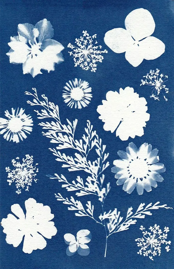 Atelier : Cyanotype