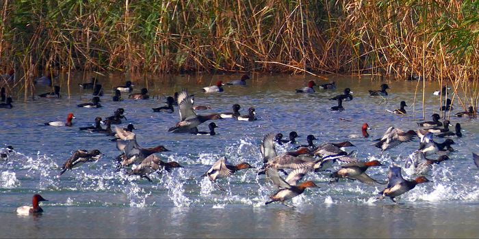 Eurobirdwach : Permanence à la réserve ornithologique de Bas-Rebourseaux