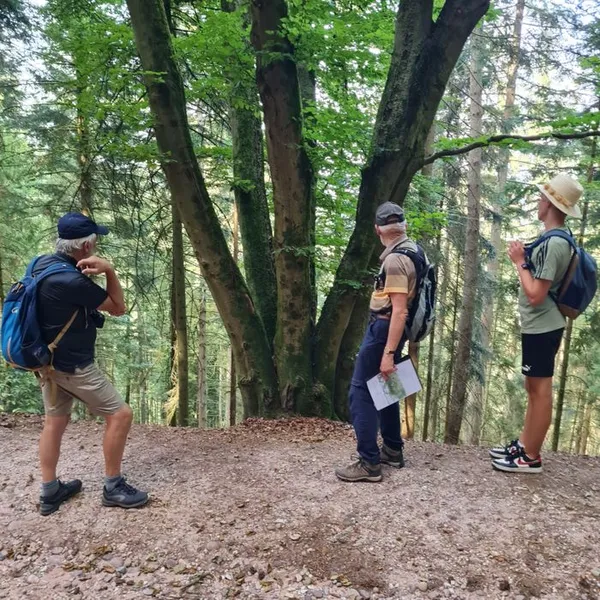 Découverte de l'histoire du Massif de l'Avison et de ses arbres remarquables