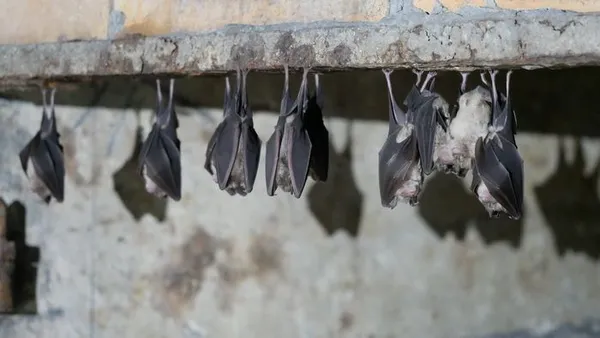 COMPLET - Nuit de la Chauve-Souris au viaduc de Rocherolles
