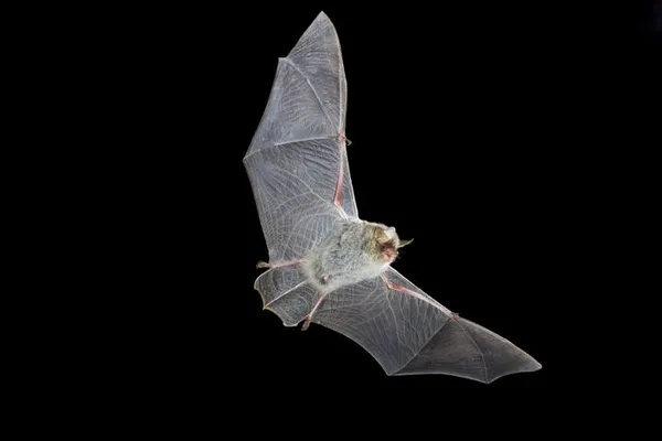 Dans le port de l'épervière, y a des chauves-souris qui chantent...
