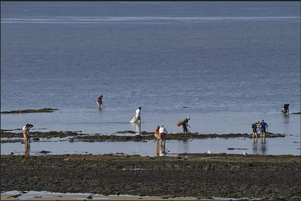 Journée nationale de comptage des pêcheurs à pieds