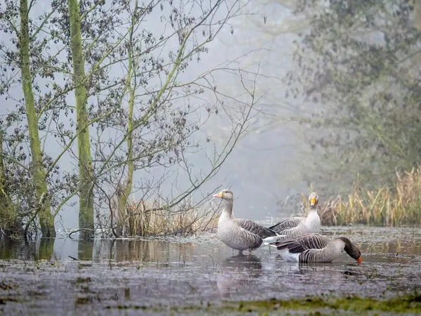 Explorez la magie de la photo animalière