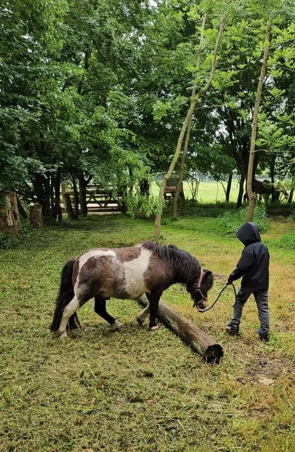 Atelier de médiation équine pour les enfants : À la découverte des émotions avec le cheval, chez LP Médiation Equine