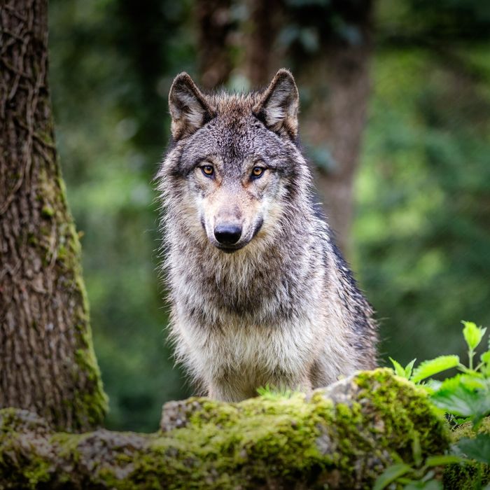 Loup y es-tu ?