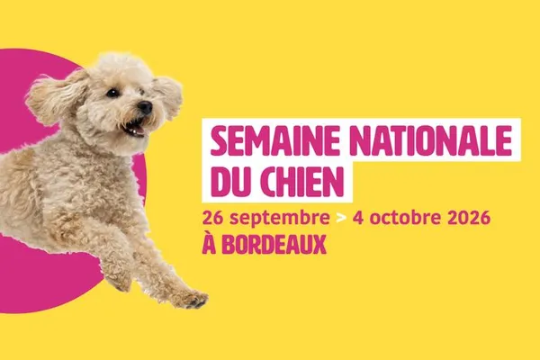 Mieux comprendre mon chien pour des balades sereines