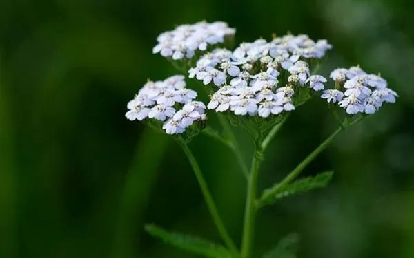 Balade plantes sauvages comestibles et toxiques dans le bois de Vincennes