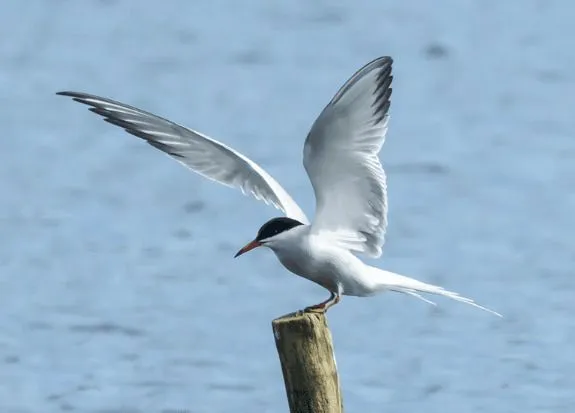 Les oiseaux du parc montsouris