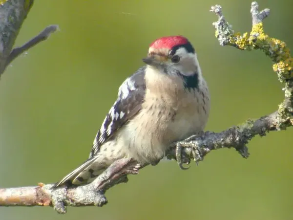 À la découverte de la biodiversité du Parc de la Rochefoucauld