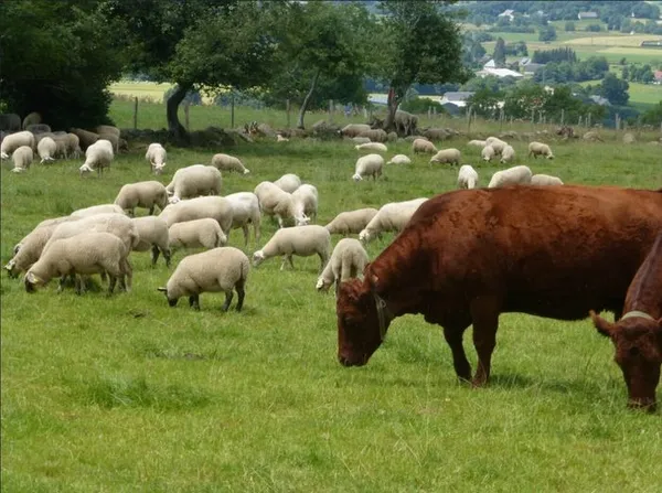 Groupement d'achat Solidaire - viande bovine et ovine