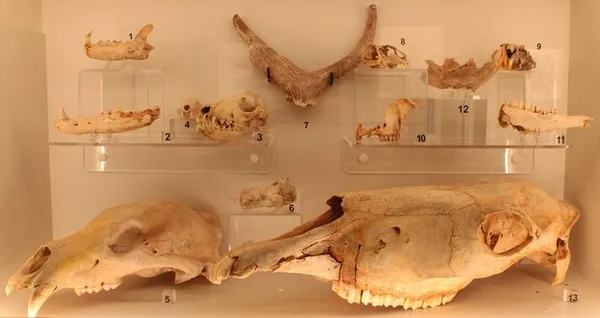 Le bestiaire préhistorique