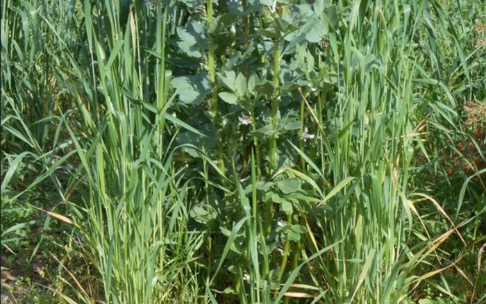 Découvrez les plantes qui nourrissent le sol : semis d’engrais vert