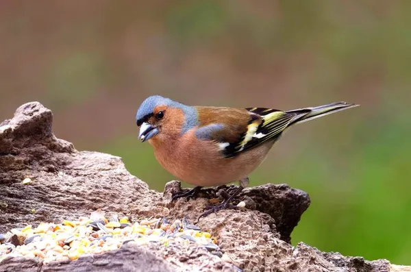 Les oiseaux, des bras morts de la vielle Lys, et de la nouvelle Lys
