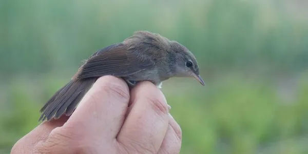 Découverte du suivi scientifique des oiseaux par le baguage