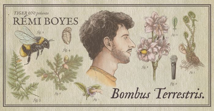 RÉMI BOYES - BOMBUS TERRESTRIS