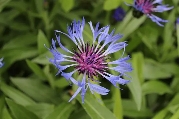 Visite des jardins de Coursiana (payante - tarif réduit)