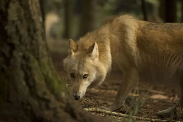 Conférence - Le retour du loup en Bretagne