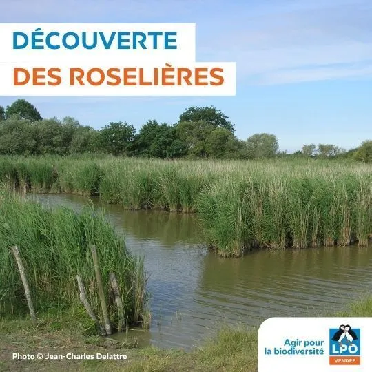 A la découverte des roselières