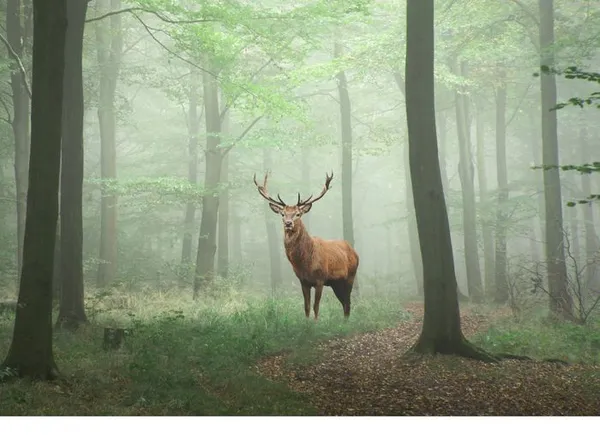 Brame du cerf, lièvres et chevreuils