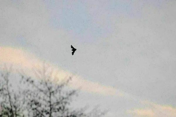 A l’écoute des Chauves-souris