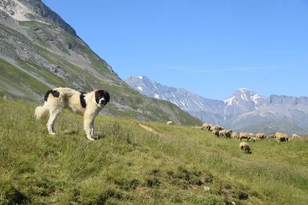 Rendez-vous nature au coeur des alpages