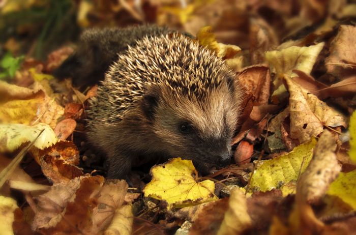 Annulé en raison d’un nombre insuffisant de participants. BOULOGNE-BILLANCOURT À la découverte du garde-manger de la faune sauvage