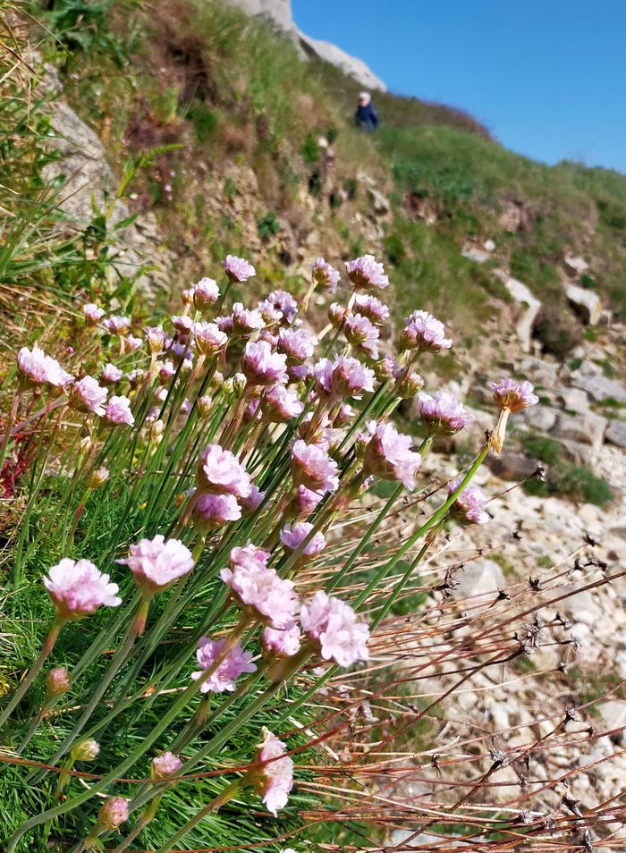 Histoires de plantes en baie du Kernic