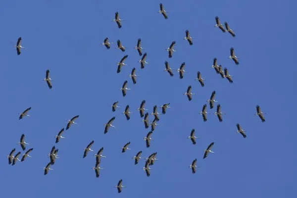 Migration des oiseaux sur le site de Brassoir
